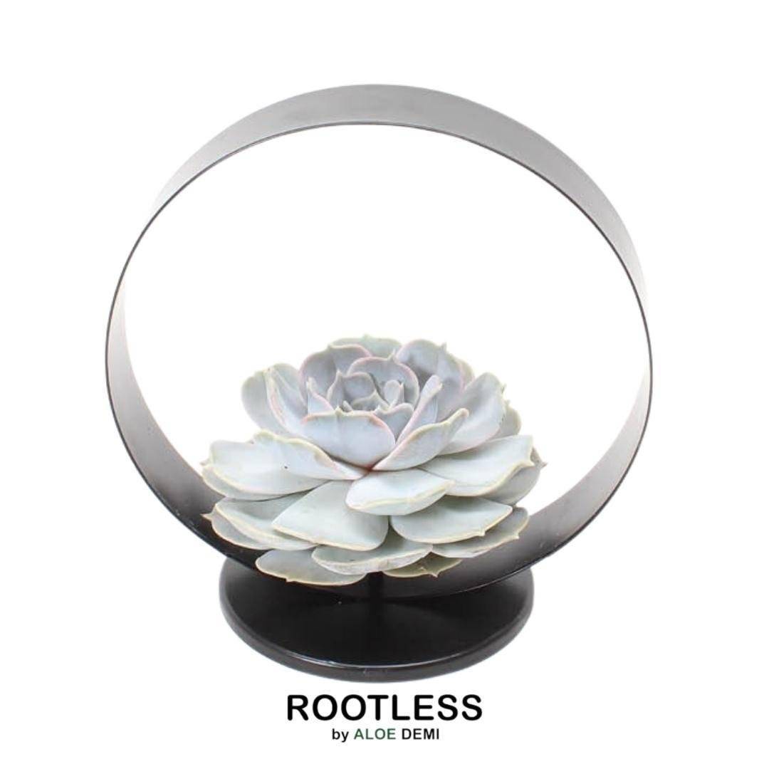 La Green Touch - Echeveria Lilacina Sans Racines sur Support Noir- La Green Touch - Imagen 1