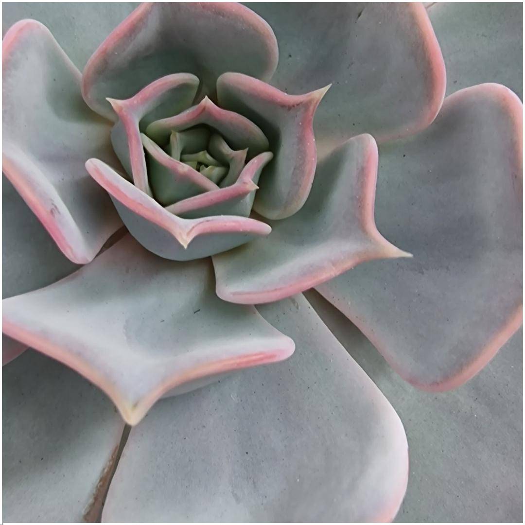 La Green Touch - Echeveria Lilacina Sans Racines sur Support Noir- La Green Touch - Imagen 3