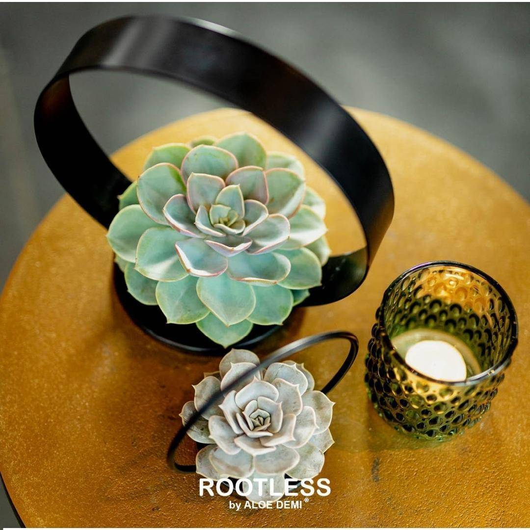 La Green Touch - Echeveria Lilacina Sans Racines sur Support Noir- La Green Touch - Imagen 6