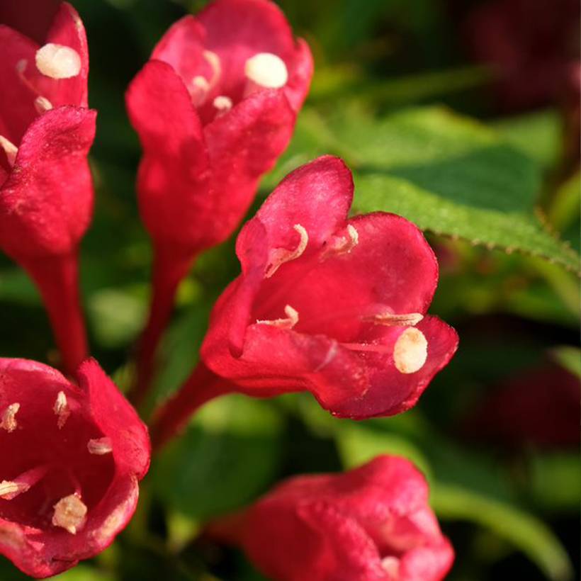 Promesse de Fleurs - Weigela Picobella Rosso Pot de 7,5L/10L