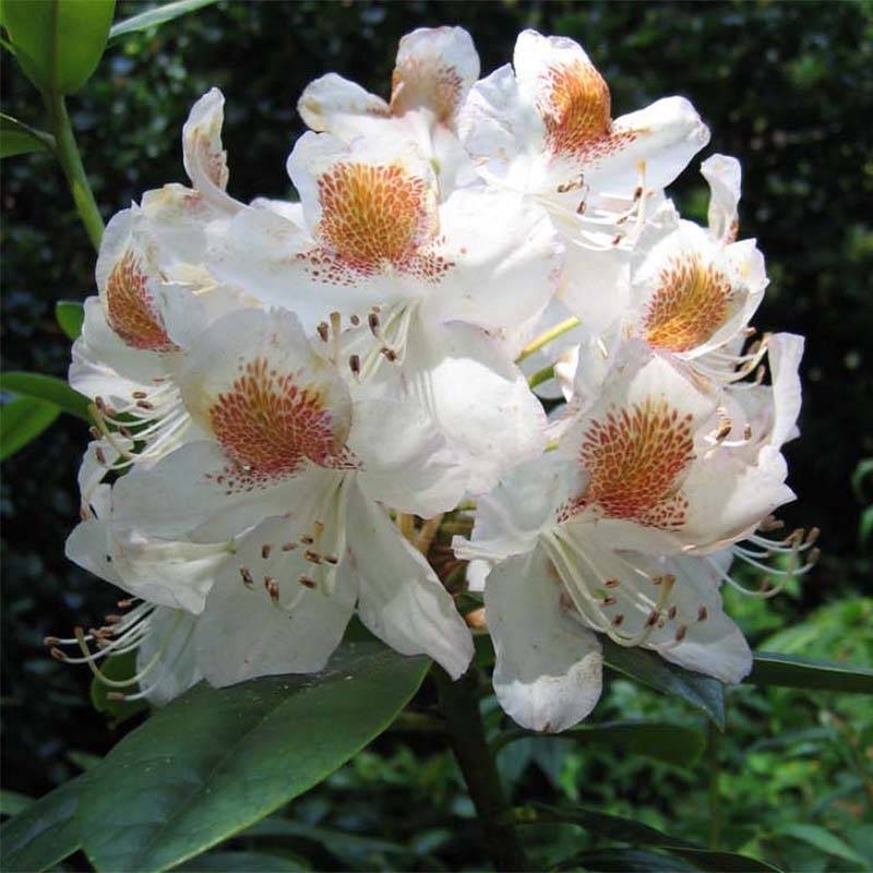 Rhododendron Mrs T.H. Lowinsky Pot de 4L/5L - Image 1