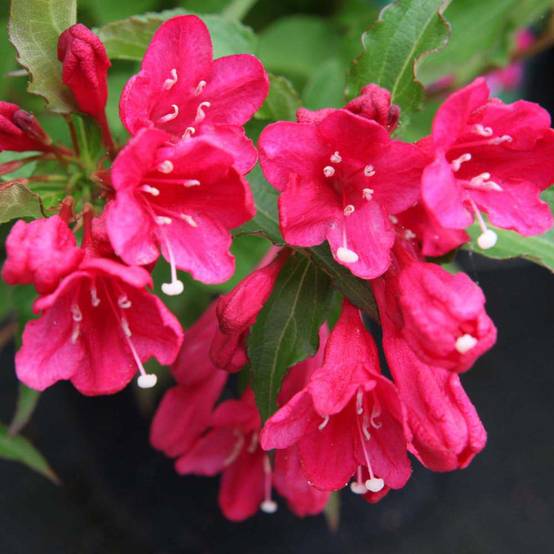 Weigela hybride Red Prince Pot de 2L/3L - Image 1