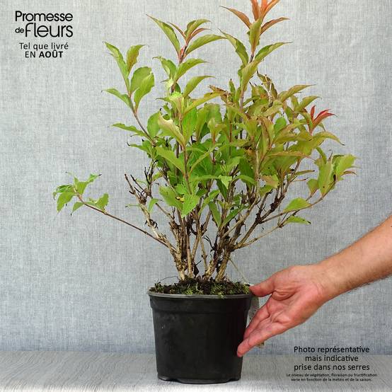 Weigela hybride Red Prince Pot de 2L/3L - Image 2