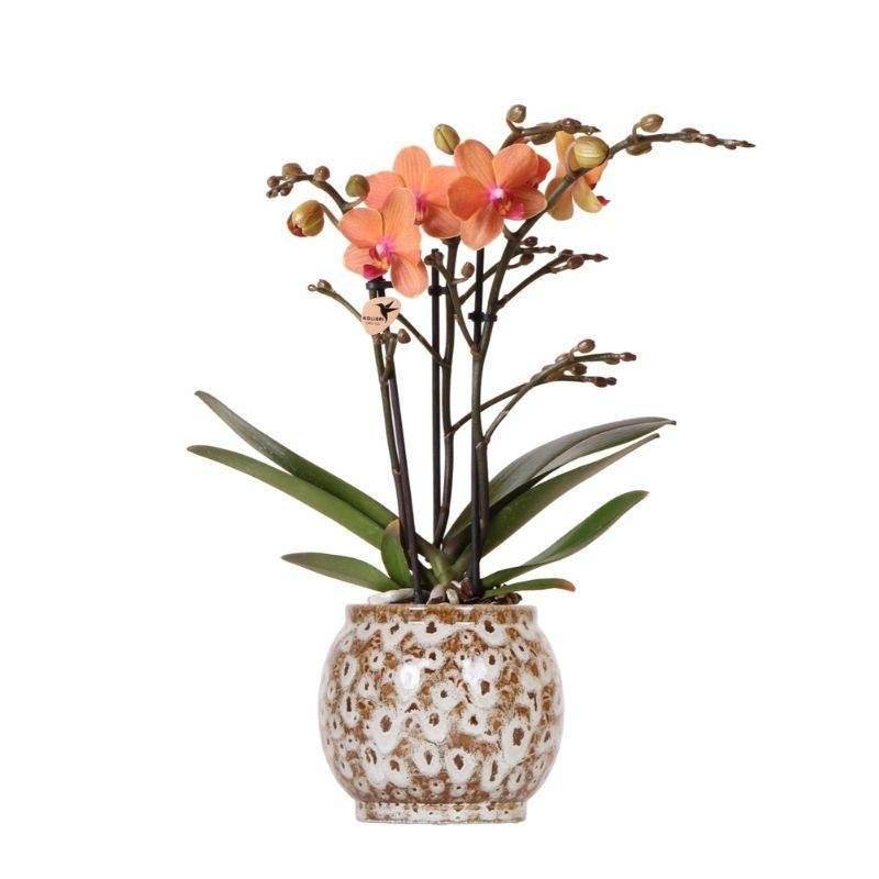 Orchidée Corail et son pot- La Green Touch Safari - Hauteur 35cm