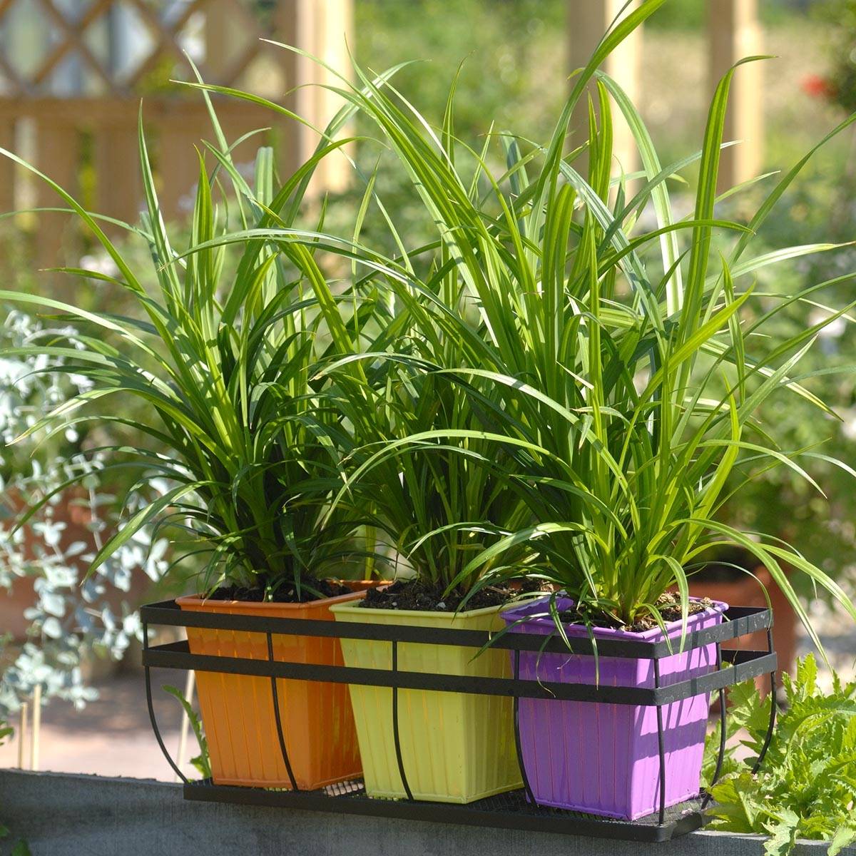 Promesse de Fleurs - Carex pendula Fresh Look - Laîche pendante Mini-motte Ø 1,5/2,5 cm (par 3)