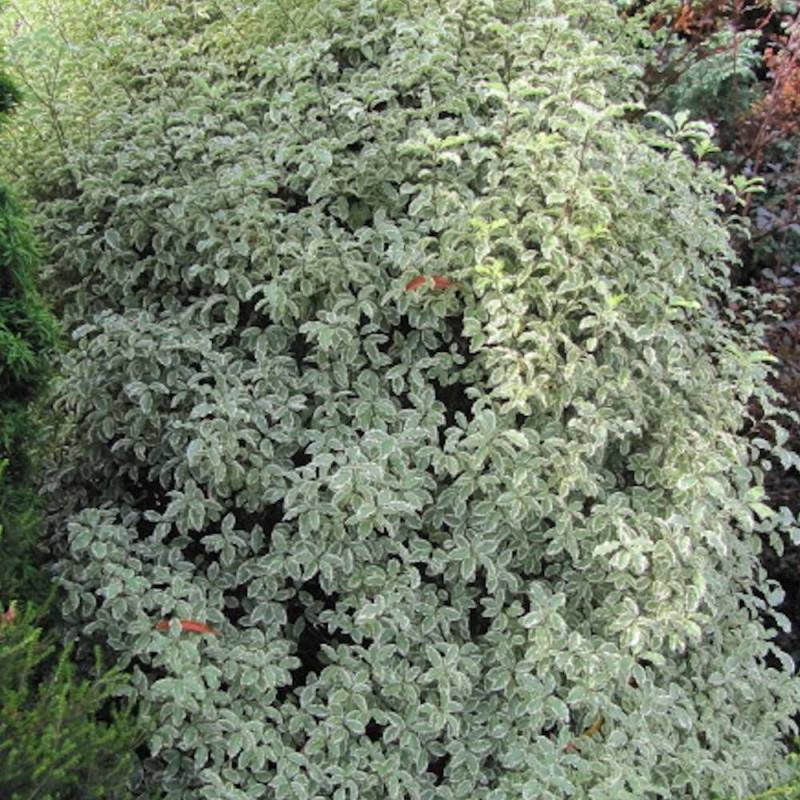 Pittosporum Elisabeth, Pittospore - Pot de 3L - 40/60 cm - Image 1