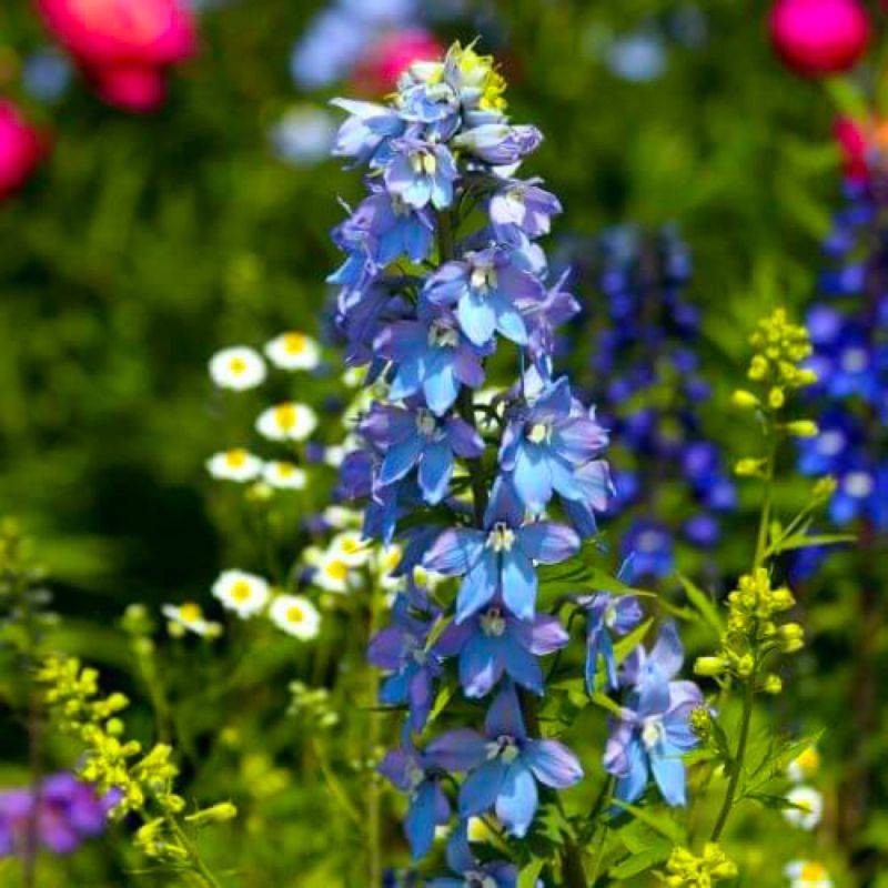3 Pieds d'Alouette 'Summer Skies' (Delphinium 'Summer Skies') - Lot de 3 vivaces - Pépinières Naudet - Imagen 1
