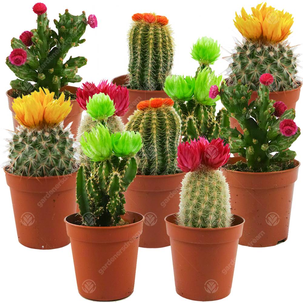 Gardenersdream - Assortiment Mini Cactus Disco Plante D'Intérieur En Pot 5,5 Cm Petit Cadeau Pour Maison / Bureau (Lot De 10) - GardenersDream - Imagen 1