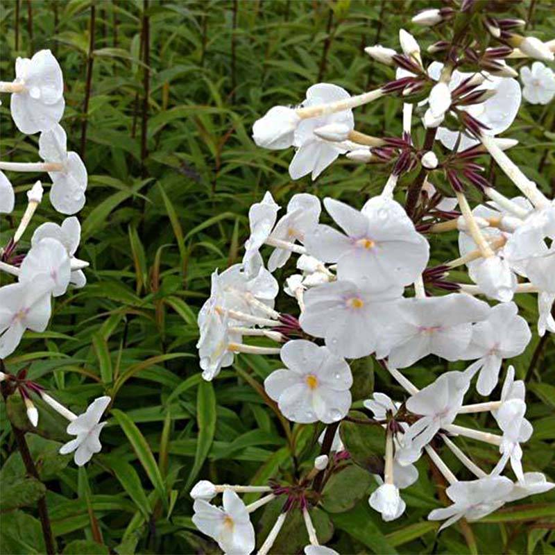 Phlox maculata Omega Godet de 8/9 cm
