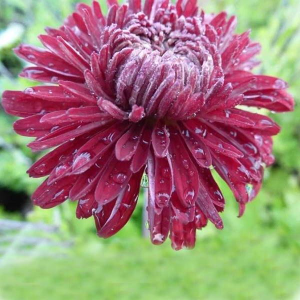Chrysanthème des jardins Cedie Mason - Chrysanthemum (x) indicum Godet de 8/9 cm