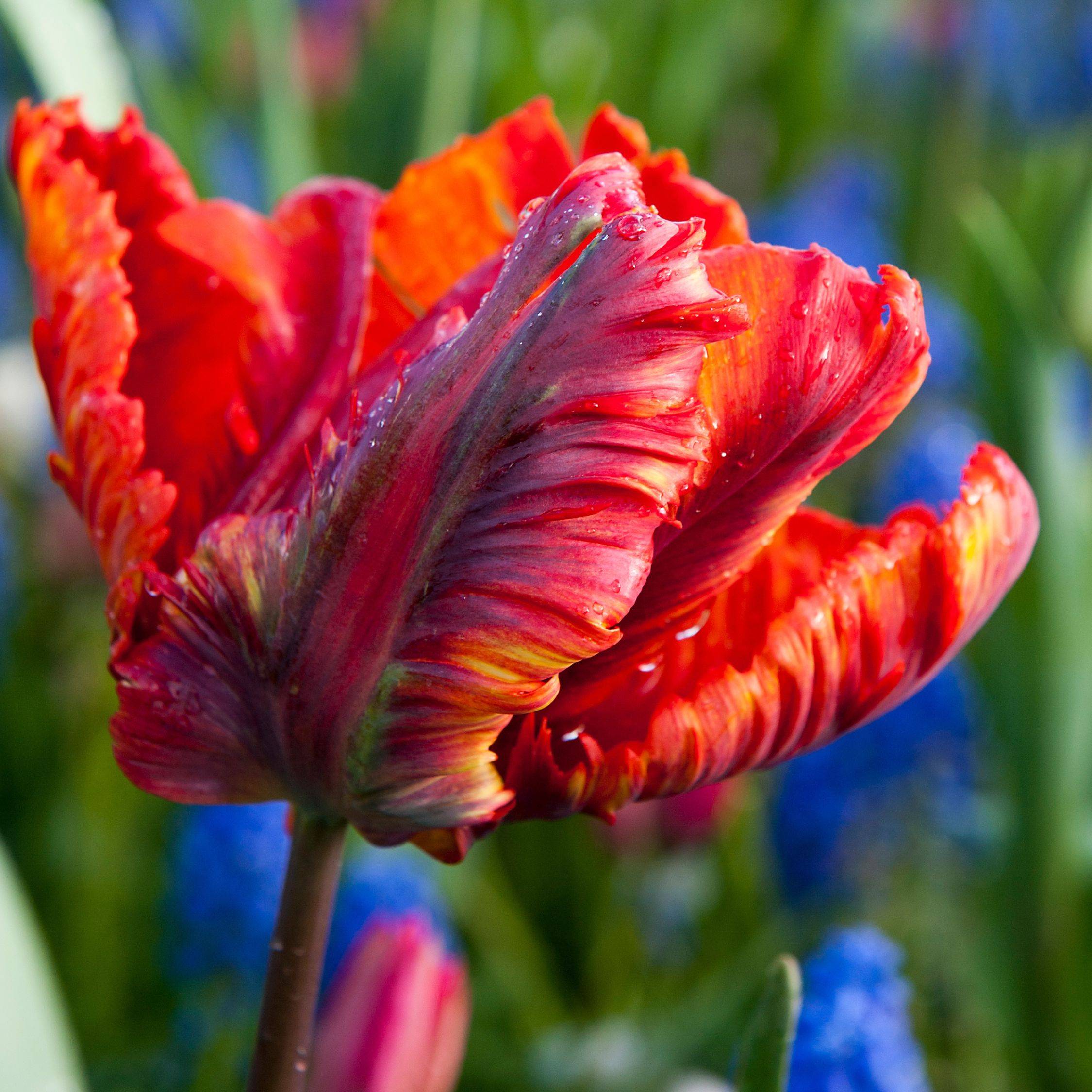Plant In A Box - Tulipe - Set de 20 - Tulipa 'Rasta Parrot' - Bulbes à fleurs - Blanc - Image 3