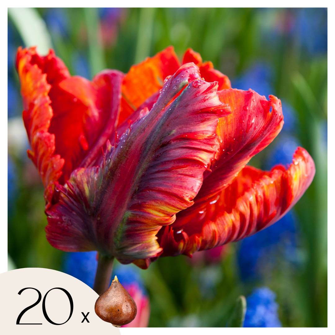 Plant In A Box - Tulipe - Set de 20 - Tulipa 'Rasta Parrot' - Bulbes à fleurs - Blanc - Image 1