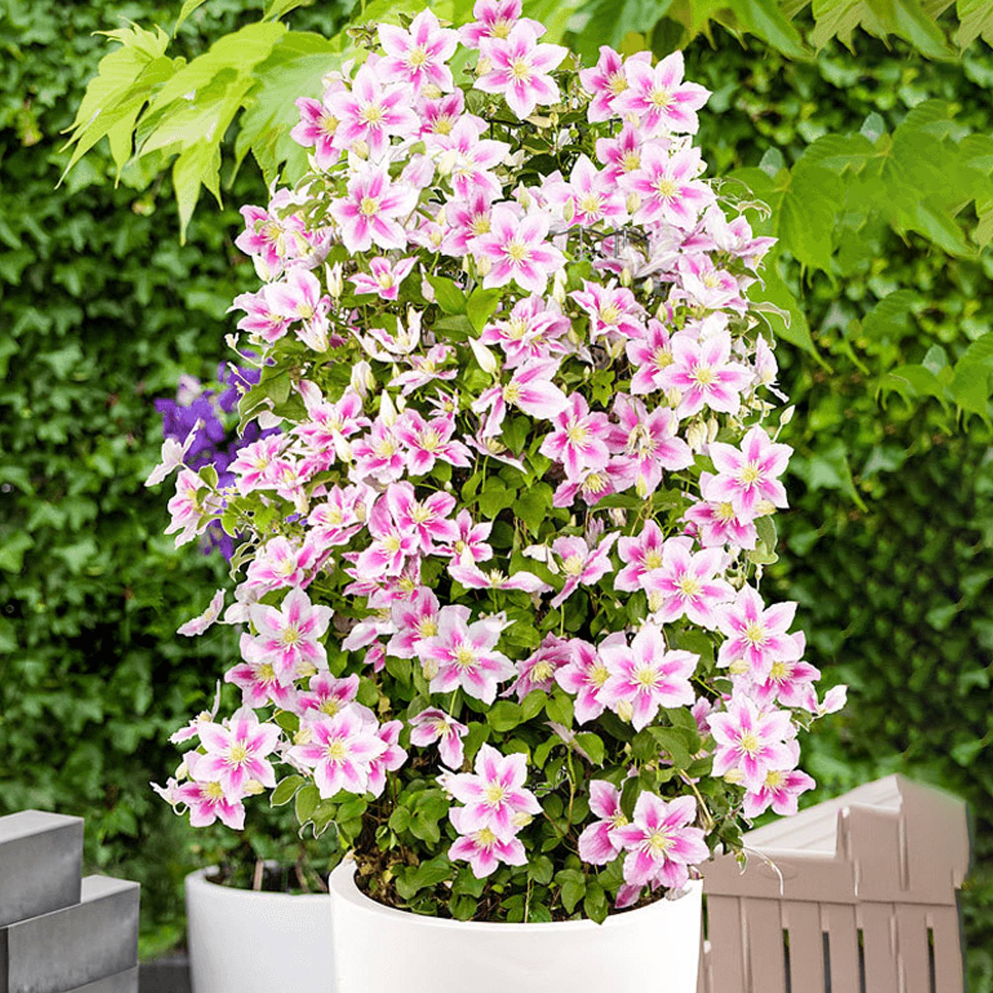 Gardenersdream - Clématite Piilu arbuste à grandes fleurs et feuilles caduques et denses en pot - GardenersDream - Imagen 2