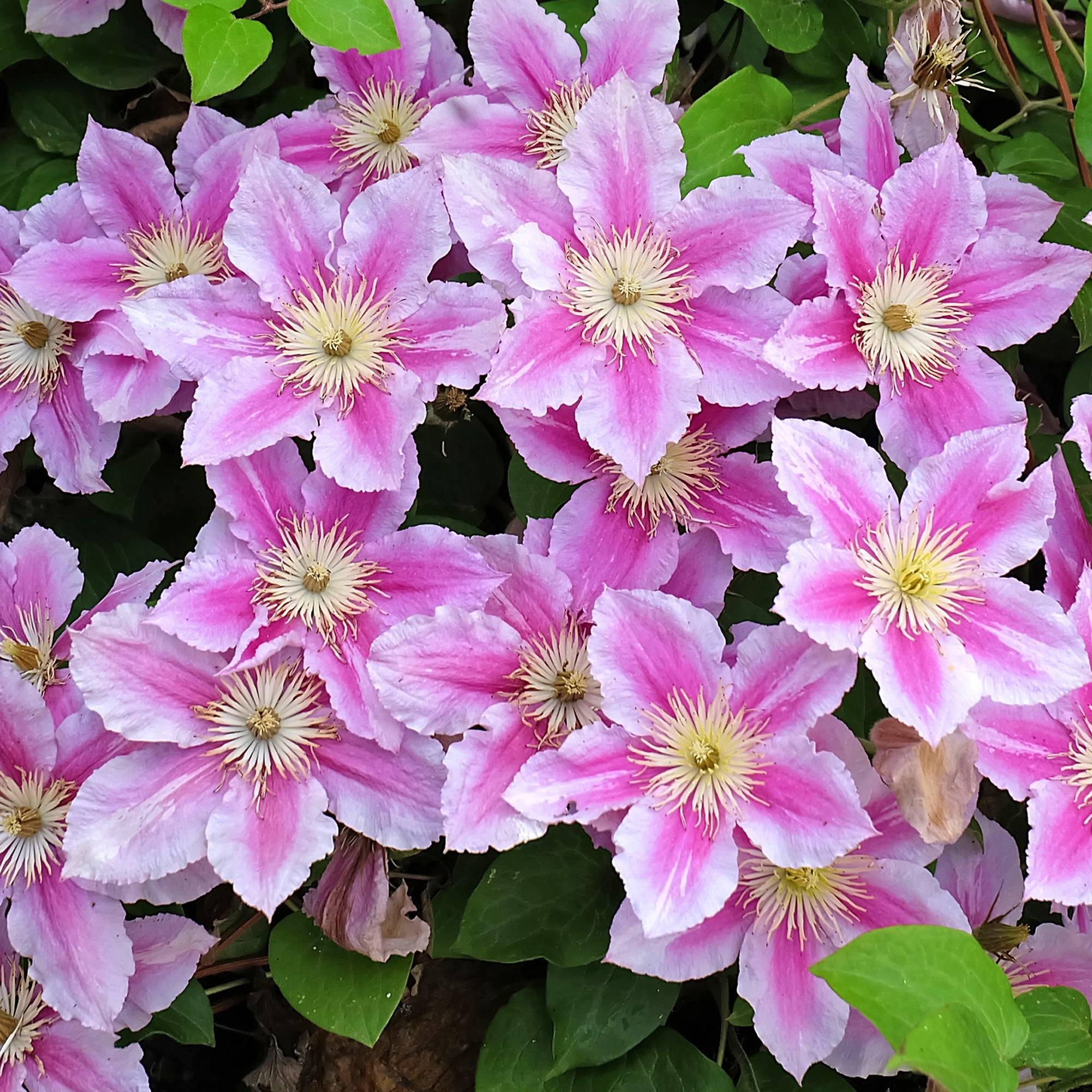 Gardenersdream - Clématite Piilu arbuste à grandes fleurs et feuilles caduques et denses en pot - GardenersDream - Imagen 1