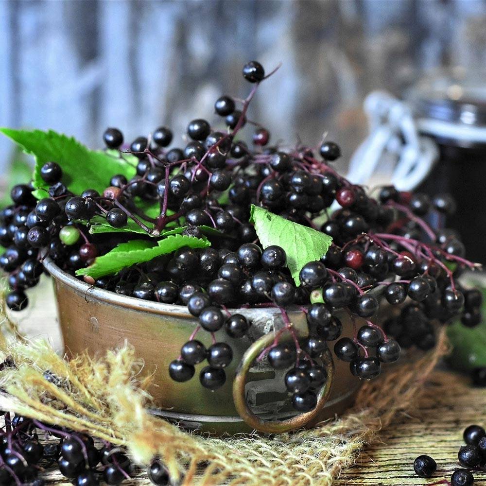 Promesse de Fleurs - Sureau noir - Sambucus nigra Pot de 2L/3L
