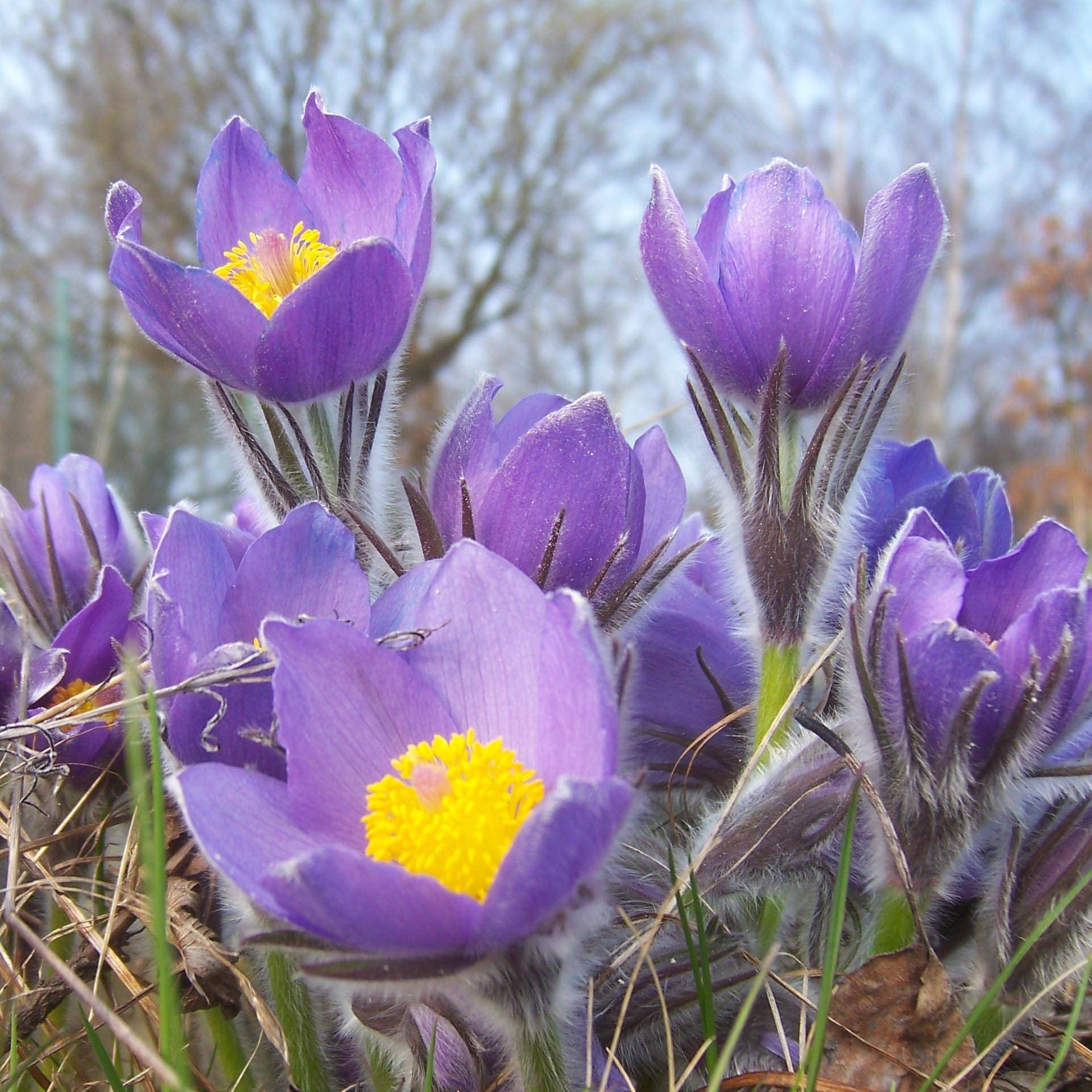 Promesse de Fleurs - Pulsatilla patens - Anémone de prairie Godet de 8/9 cm