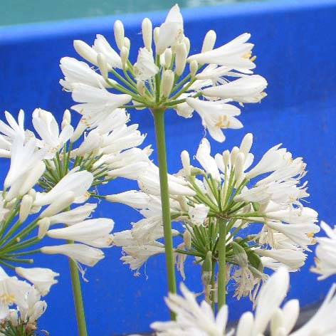 Promesse de Fleurs - Agapanthe Windsor Grey Pot de 2L/3L