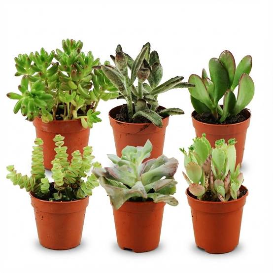 Mix Mini Succulente - H10cm - Image 2