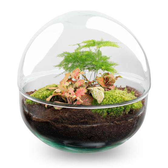 Terrarium à composer boule en verre recyclé - Ø20-H20cm - sans outils - variété rouge - Terrarium DIY - Image 1