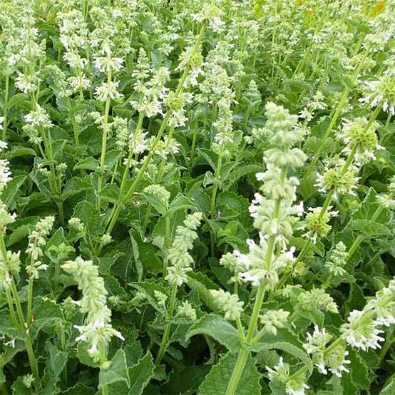 Promesse de Fleurs - Salvia verticillata Alba - Sauge verticillée Godet de 8/9 cm