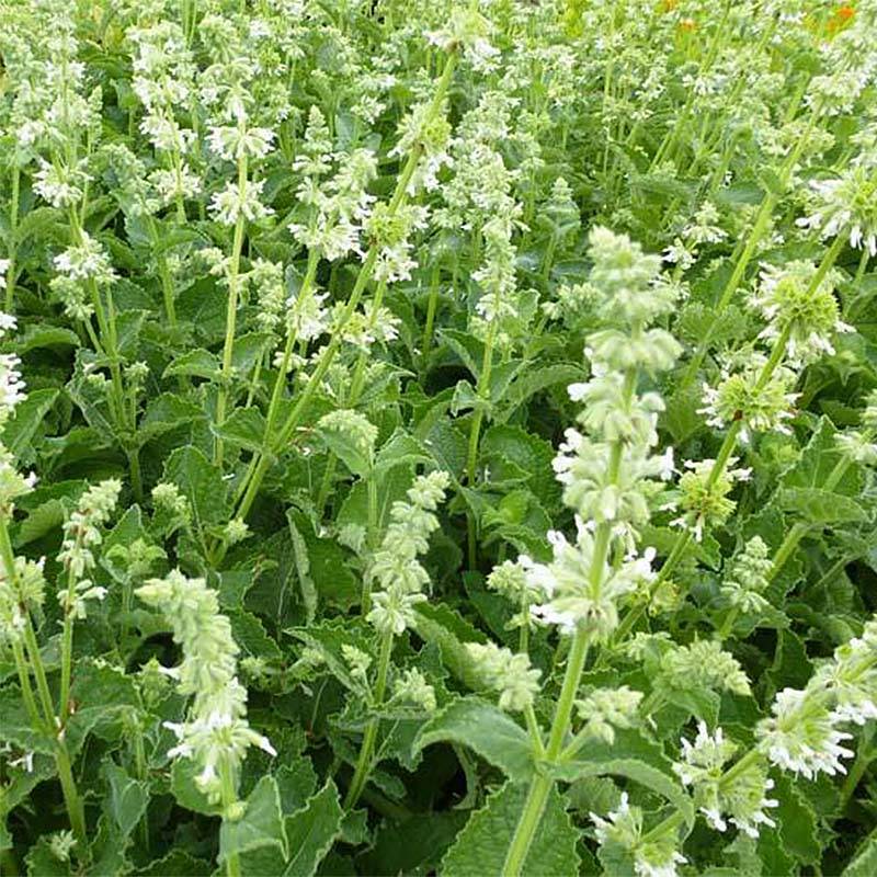 Promesse de Fleurs - Salvia verticillata Alba - Sauge verticillée Godet de 8/9 cm