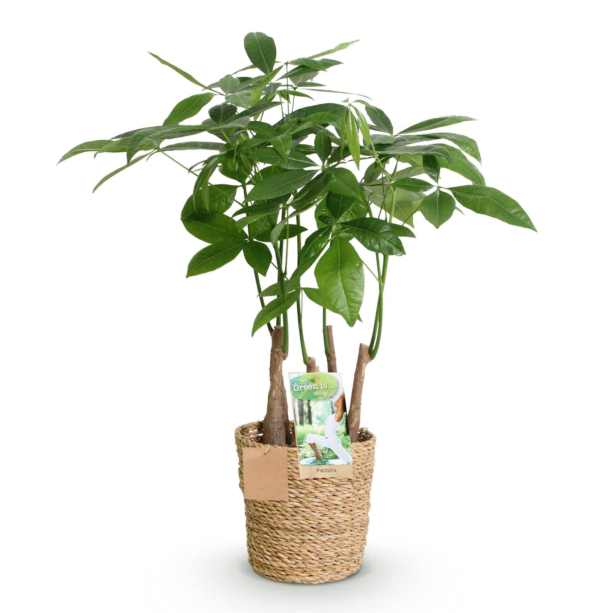 La Green Touch - Pachira Aquatica Multi Tiges - D17 H55cm - Image 4
