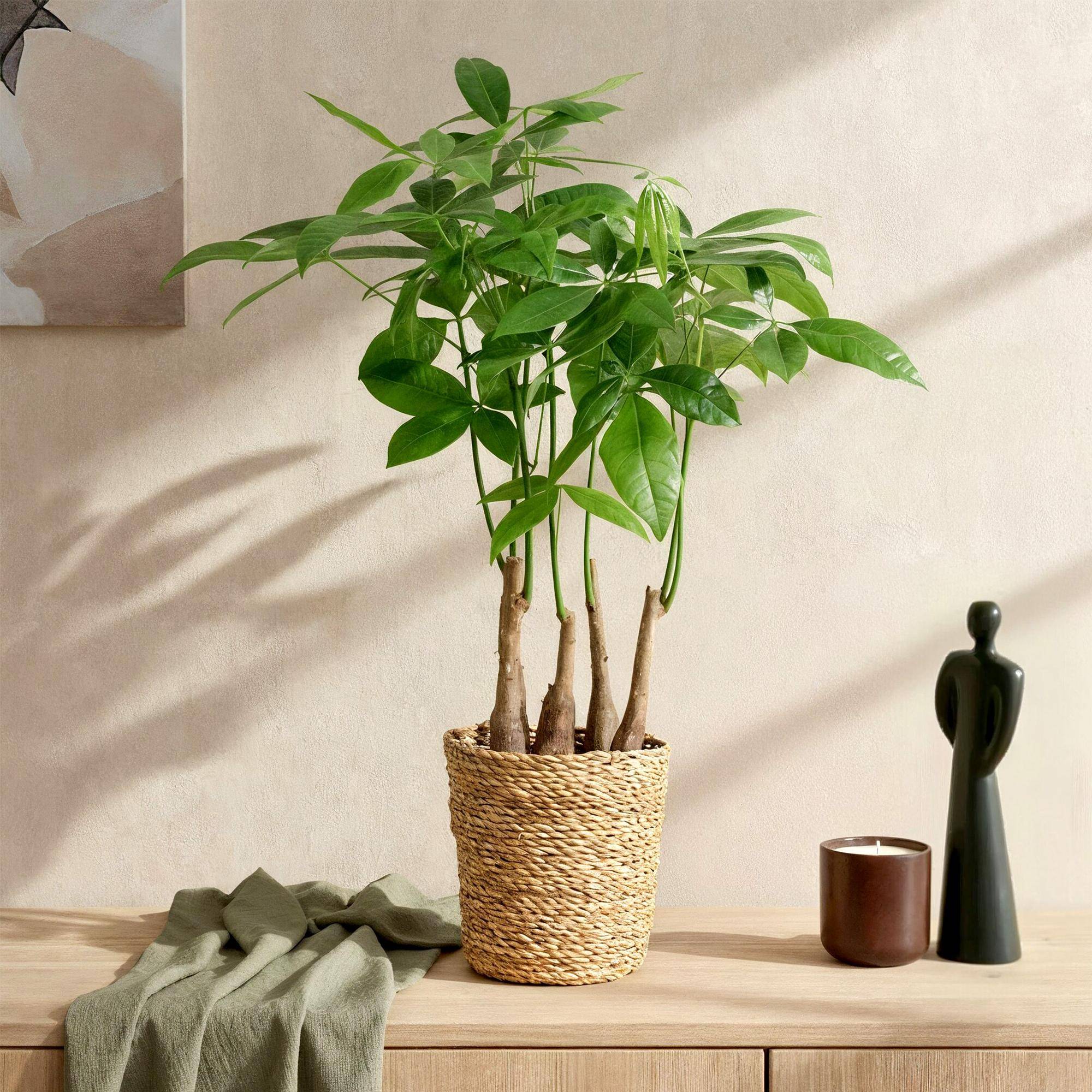 Pachira Aquatica Multi Tiges - D17 H55cm