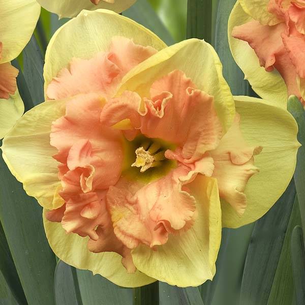 Promesse de Fleurs - Narcisse papillon Vanilla Peach Bulbe calibre 12+ (par 5)