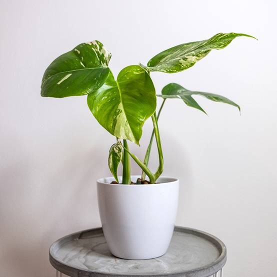 Monstera Thai Constellation Mini-plante