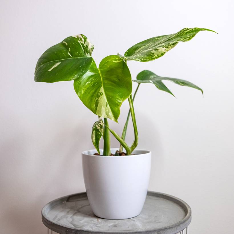 Monstera Thai Constellation Mini-plante
