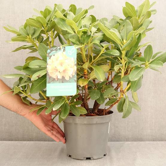 Rhododendron Horizon Monarch - Grand Rhododendron Pot de 4L/5L - Image 2