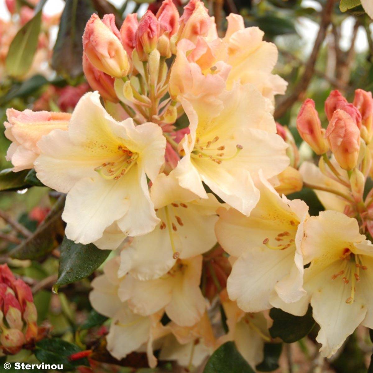 Rhododendron Horizon Monarch - Grand Rhododendron Pot de 4L/5L - Image 1
