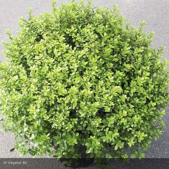 Pittosporum tenuifolium Midget Pot de 2L/3L - Image 1