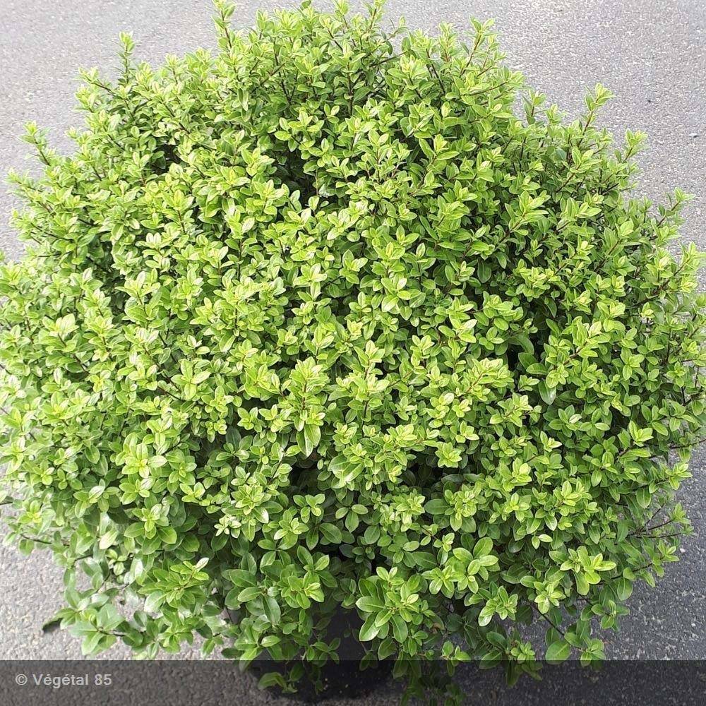 Pittosporum tenuifolium Midget Pot de 2L/3L - Image 1