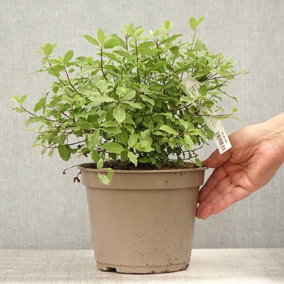 Pittosporum tenuifolium Midget Pot de 2L/3L - Image 2