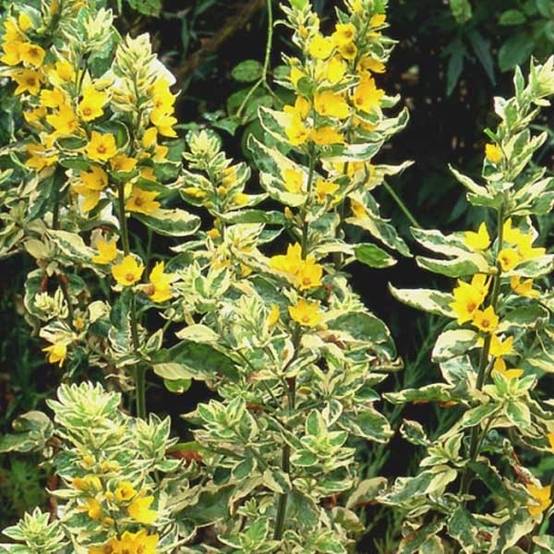 Lysimachia punctata Alexander - Lysimaque panachée Godet de 8/9 cm