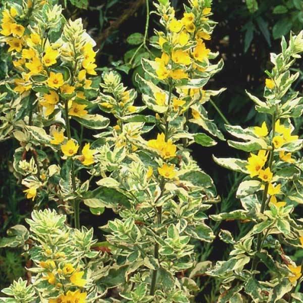 Lysimachia punctata Alexander - Lysimaque panachée Godet de 8/9 cm