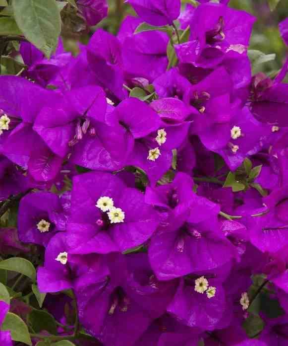 Sans Marque - Bougainvillier vera (bougainvillier très florifère) Taille:Pot de 25L - Boule - 50/60cm - Image 2