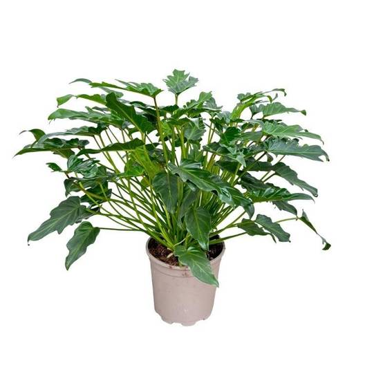 La Green Touch - Philodendron Xanadu - D21 H60cm