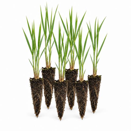 Roseau commun - Phragmites australis - 12 plantes - Image 1