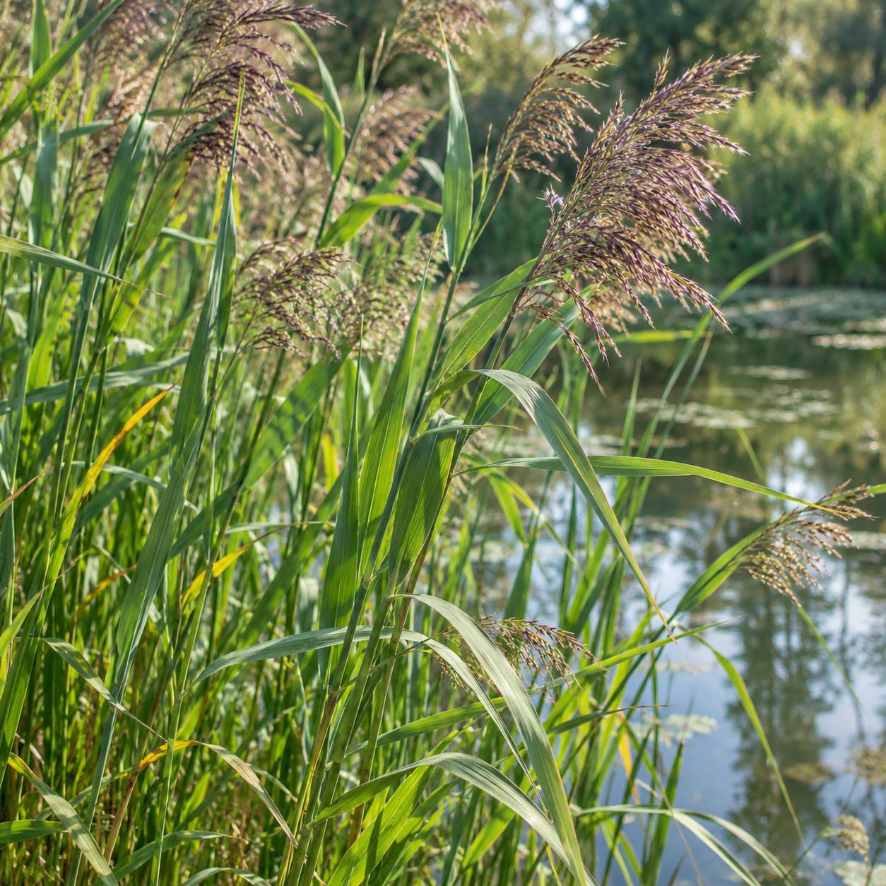 Roseau commun - Phragmites australis - 12 plantes - Image 3