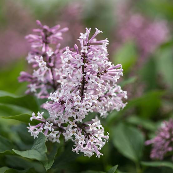 Lilas - Syringa Little Lady First Editions Pot de 7,5L/10L
