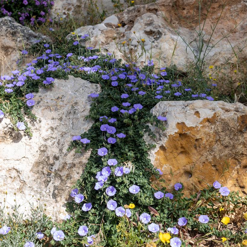 Promesse de Fleurs - Convolvulus sabatius - Liseron de Mauritanie Godet de 8/9 cm - Image 1