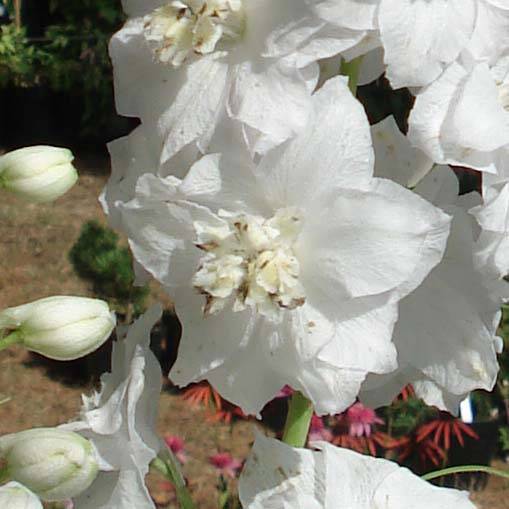 Delphinium Pacific Galahad - Pied d'Alouette vivace Godet de 7/8 cm