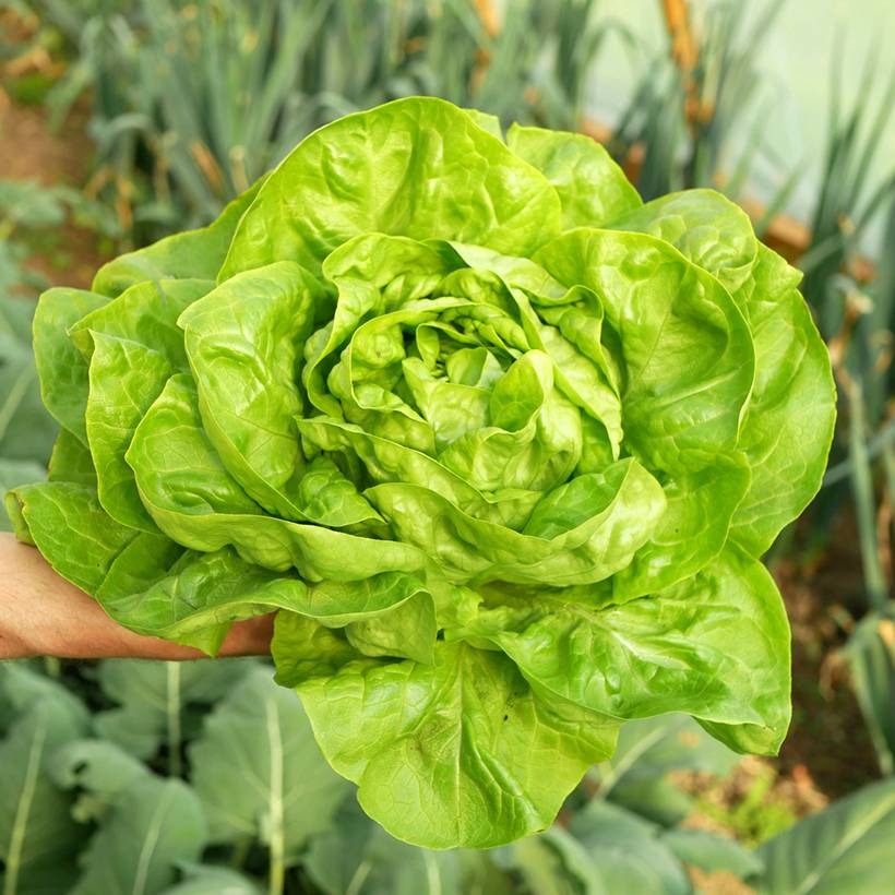 Laitue d'été Kagraner Sommer 3 le sachet de 2500 graines environ (3g)