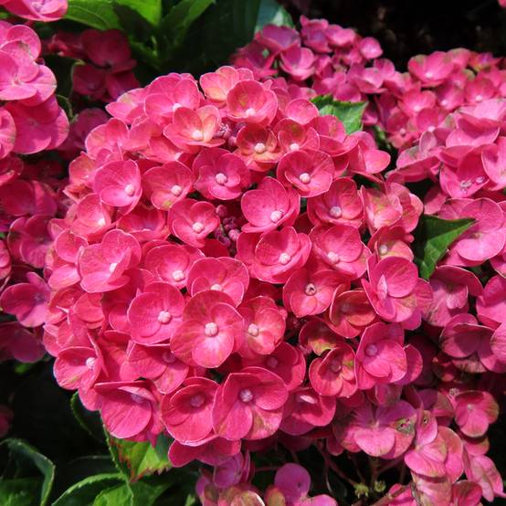 Promesse de Fleurs - Hortensia - Hydrangea macrophylla Rebellion Ferrari Love Pot de 12 cm / 13 cm