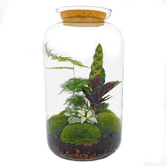 Kit Terrarium DIY - SALEN- La Green Touch - Sans outil