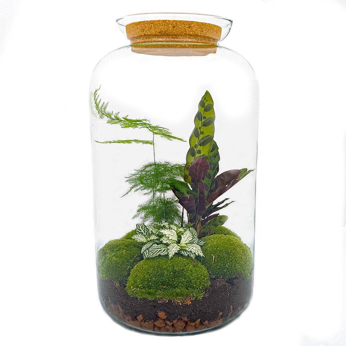 Kit Terrarium DIY - SALEN- La Green Touch   - Sans outil