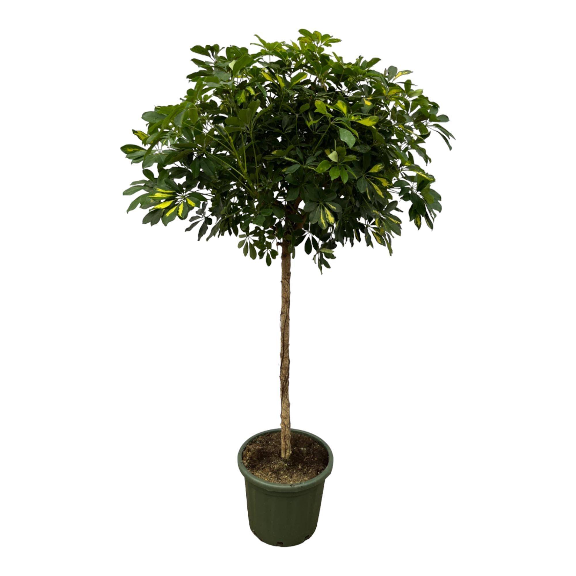 Schefflera Doré Capella Stam - D45 H180cm