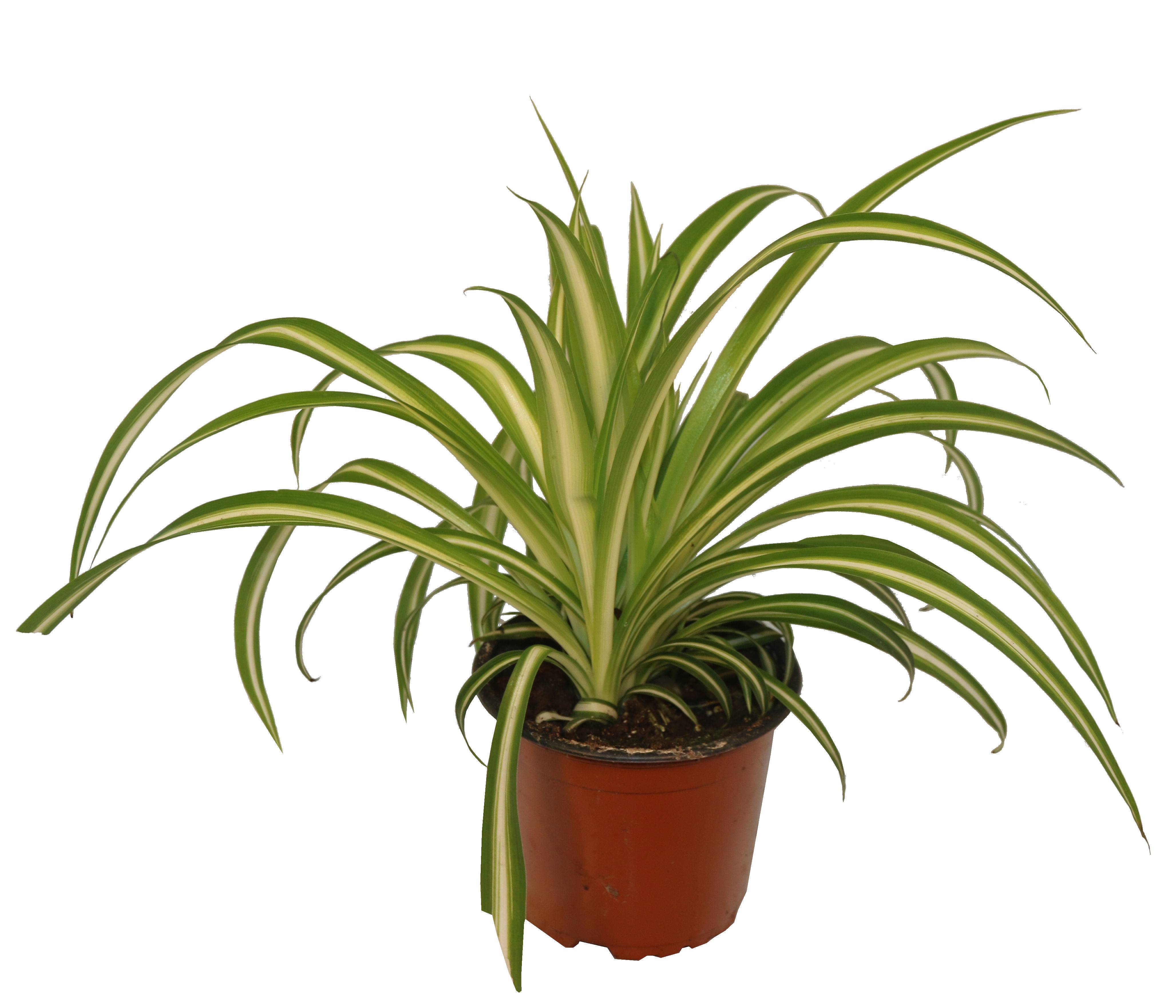 Horti-Flandre - Chlorophytum pot 13 cm